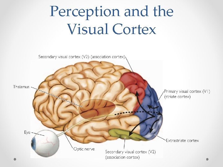 Perception and the Visual Cortex 