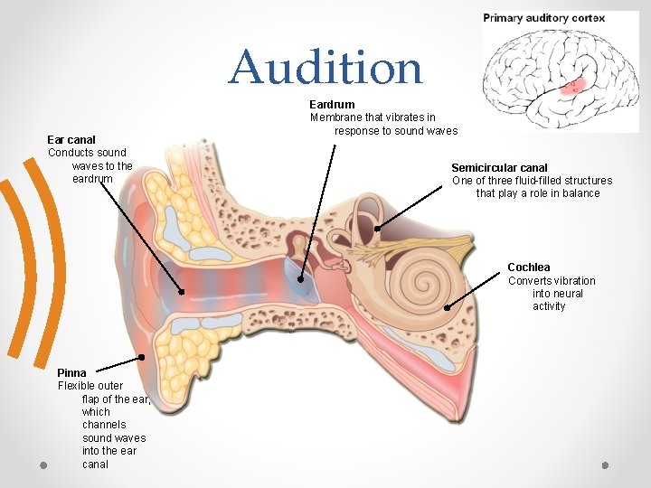Audition Ear canal Conducts sound waves to the eardrum Eardrum Membrane that vibrates in