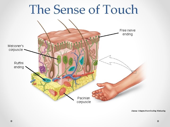 The Sense of Touch Free nerve ending Meissner’s corpuscle Ruffini ending Pacinian corpuscle Source: