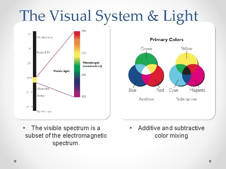 The Visual System & Light • The visible spectrum is a subset of the