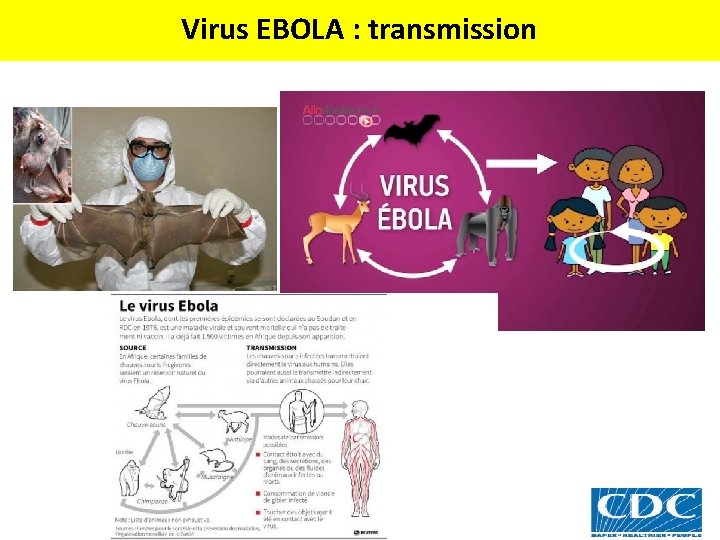 Virus EBOLA : transmission 