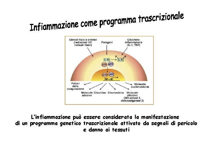 L’infiammazione può essere considerata la manifestazione di un programma genetico trascrizionale attivato da segnali