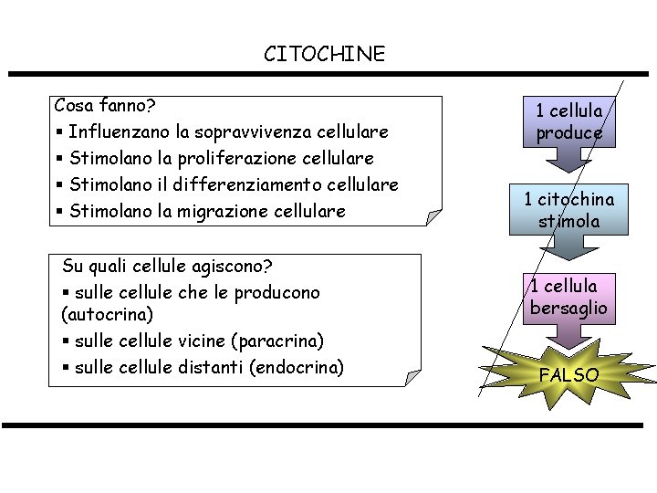 CITOCHINE Cosa fanno? § Influenzano la sopravvivenza cellulare § Stimolano la proliferazione cellulare §