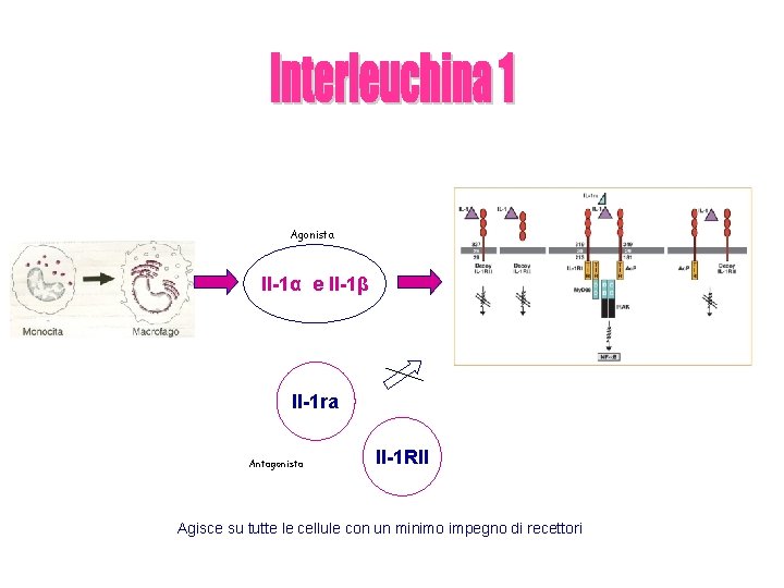 Agonista Il-1α e Il-1β Il-1 ra Antagonista Il-1 RII Agisce su tutte le cellule