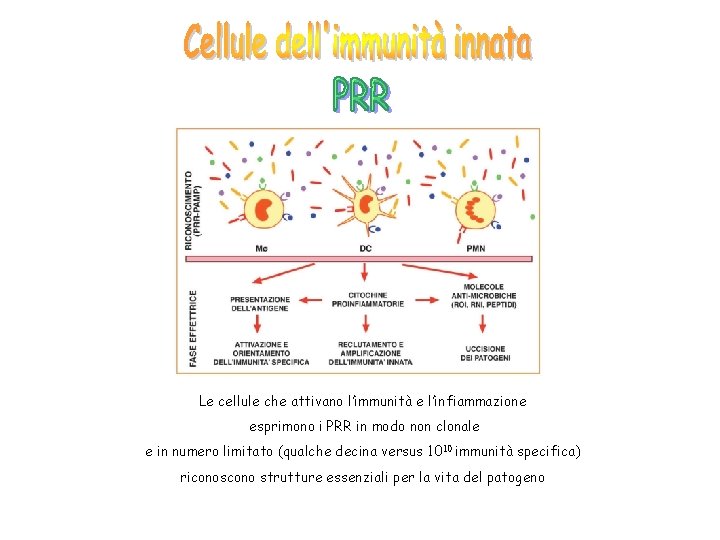 Le cellule che attivano l’immunità e l’infiammazione esprimono i PRR in modo non clonale