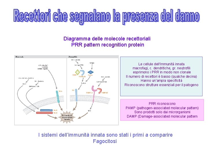 Diagramma delle molecole recettoriali PRR pattern recognition protein Le cellule dell’immunità innata macrofagi, c.