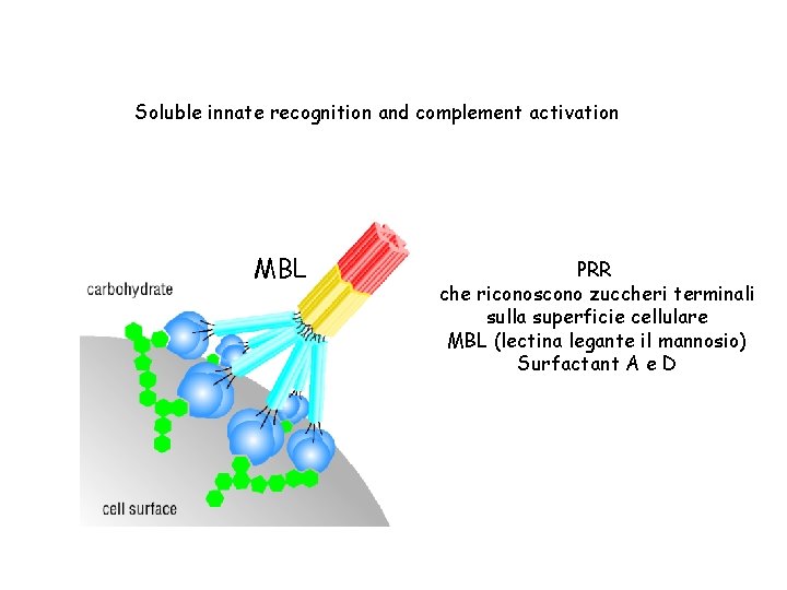 Soluble innate recognition and complement activation MBL PRR che riconoscono zuccheri terminali sulla superficie