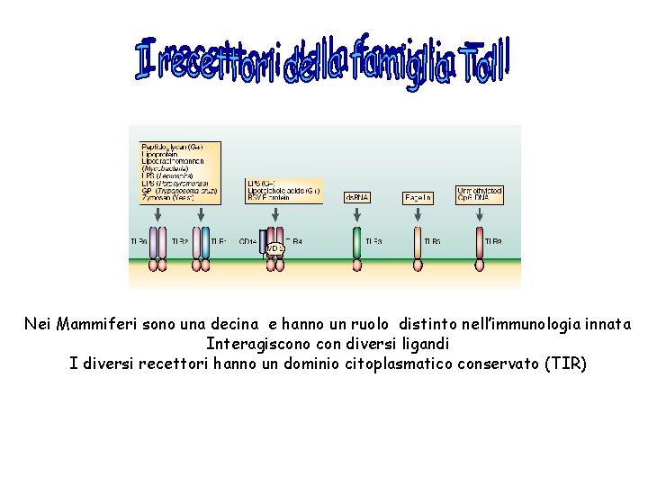 Nei Mammiferi sono una decina e hanno un ruolo distinto nell’immunologia innata Interagiscono con