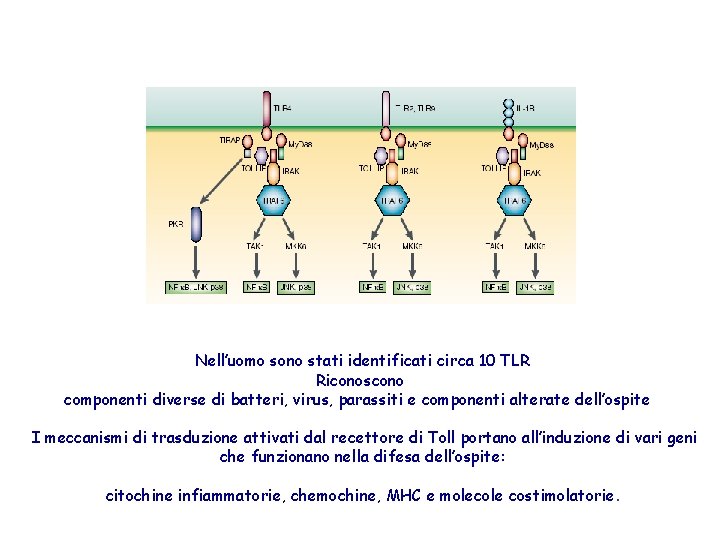 Nell’uomo sono stati identificati circa 10 TLR Riconoscono componenti diverse di batteri, virus, parassiti