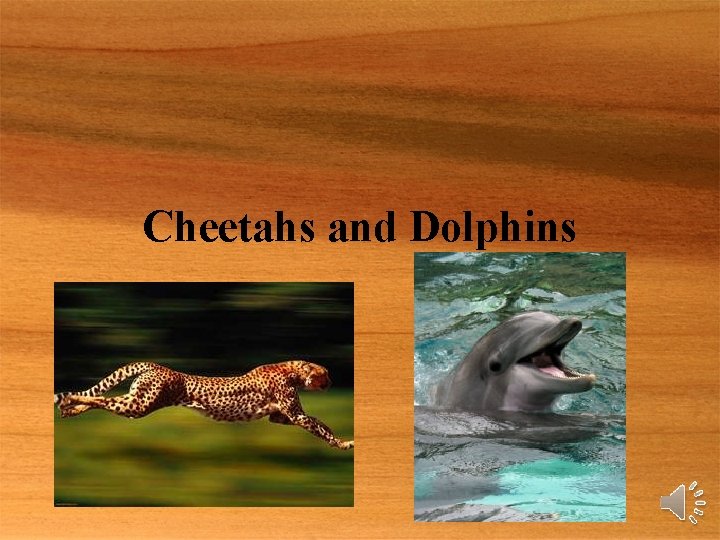 Cheetahs and Dolphins 