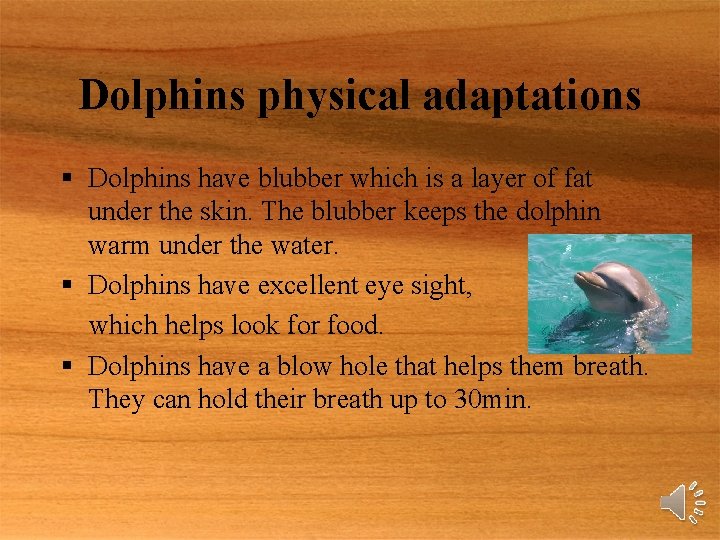 Dolphins physical adaptations § Dolphins have blubber which is a layer of fat under