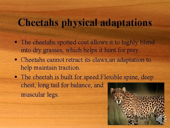 Cheetahs physical adaptations § The cheetahs spotted coat allows it to highly blend into