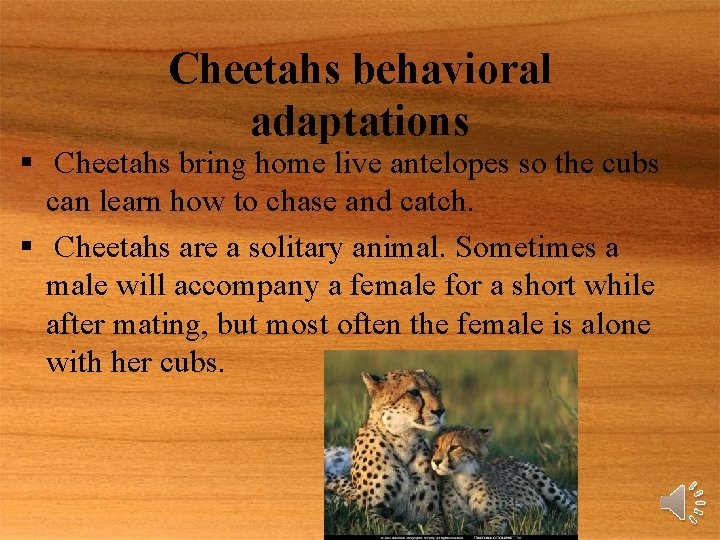 Cheetahs behavioral adaptations § Cheetahs bring home live antelopes so the cubs can learn