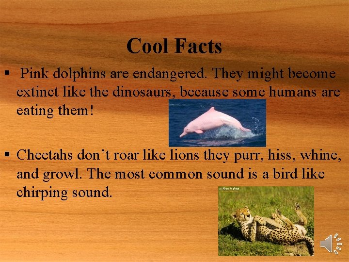 Cool Facts § Pink dolphins are endangered. They might become extinct like the dinosaurs,