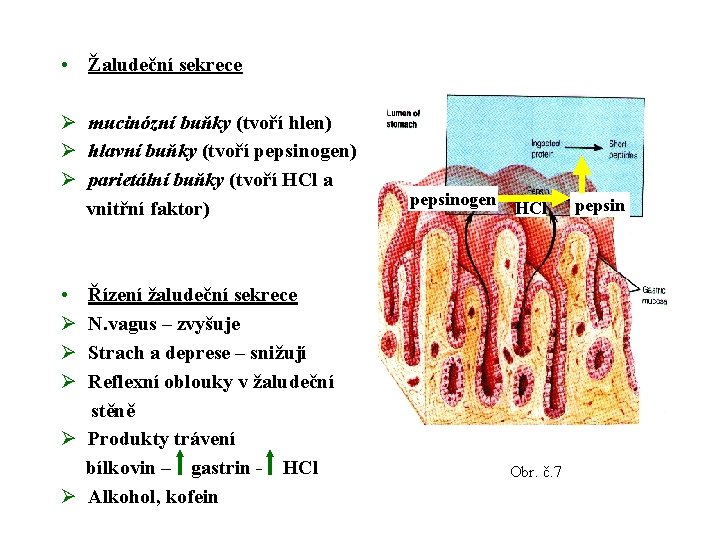  • Žaludeční sekrece Ø mucinózní buňky (tvoří hlen) Ø hlavní buňky (tvoří pepsinogen)