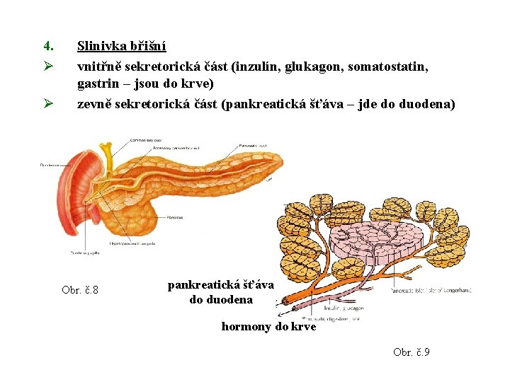 4. Ø Ø Slinivka břišní vnitřně sekretorická část (inzulín, glukagon, somatostatin, gastrin – jsou