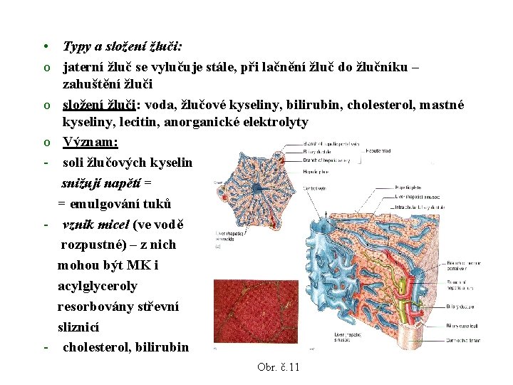  • Typy a složení žluči: o jaterní žluč se vylučuje stále, při lačnění