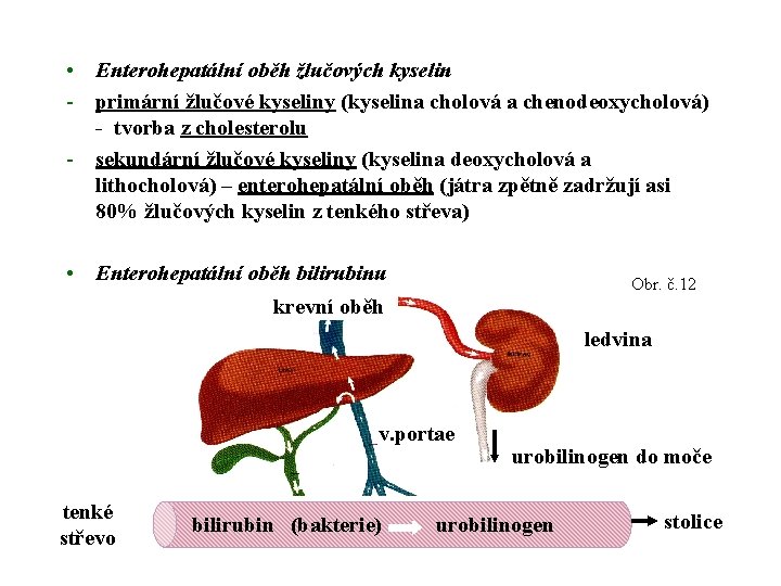  • Enterohepatální oběh žlučových kyselin - primární žlučové kyseliny (kyselina cholová a chenodeoxycholová)