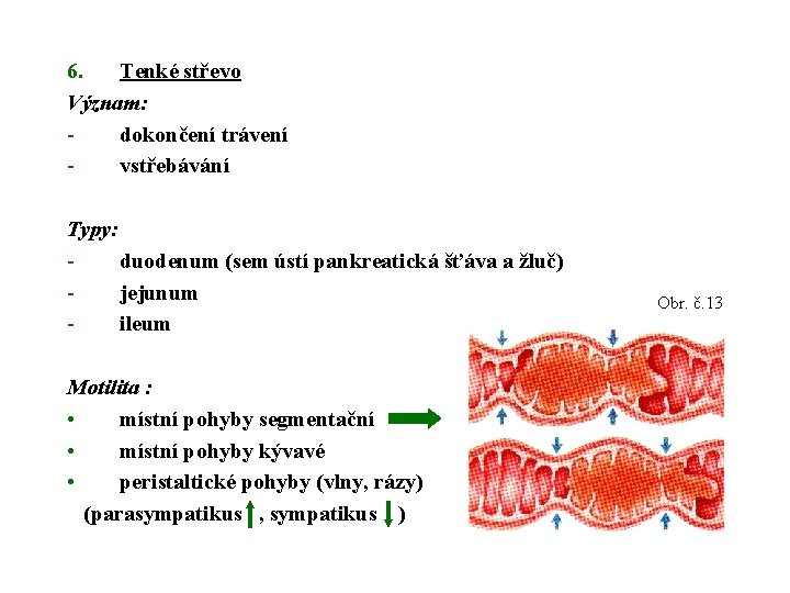 6. Tenké střevo Význam: dokončení trávení vstřebávání Typy: duodenum (sem ústí pankreatická šťáva a