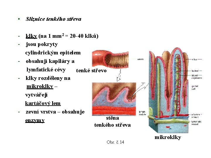  • Sliznice tenkého střeva - klky (na 1 mm 2 = 20 -40