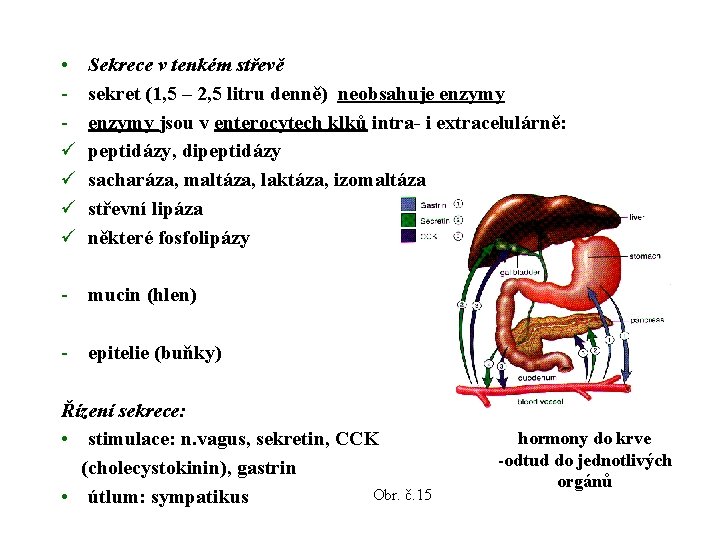  • ü ü Sekrece v tenkém střevě sekret (1, 5 – 2, 5