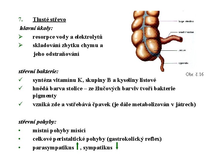 7. Tlusté střevo hlavní úkoly: Ø resorpce vody a elektrolytů Ø skladování zbytku chymu