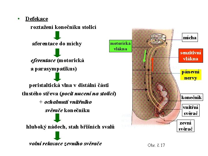  • Defekace roztažení konečníku stolicí mícha aferentace do míchy motorická vlákna senzitivní vlákna