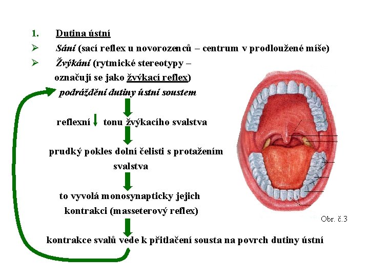 1. Ø Ø Dutina ústní Sání (sací reflex u novorozenců – centrum v prodloužené