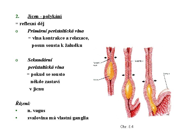 2. Jícen - polykání = reflexní děj o Primární peristaltická vlna = vlna kontrakce