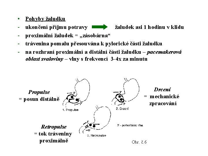  • - Pohyby žaludku ukončení příjmu potravy žaludek asi 1 hodinu v klidu