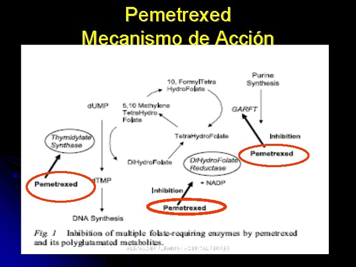 Pemetrexed Mecanismo de Acción ALEXANDER FLEMING / HOSPITAL FERRER 