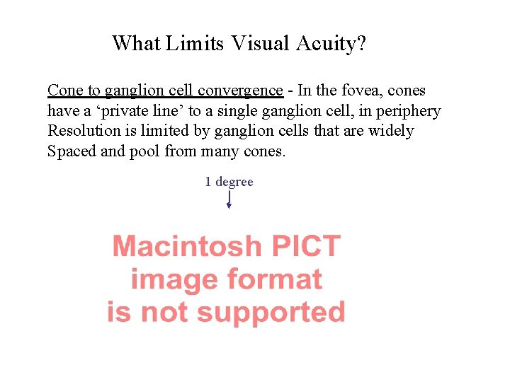 What Limits Visual Acuity? Cone to ganglion cell convergence - In the fovea, cones
