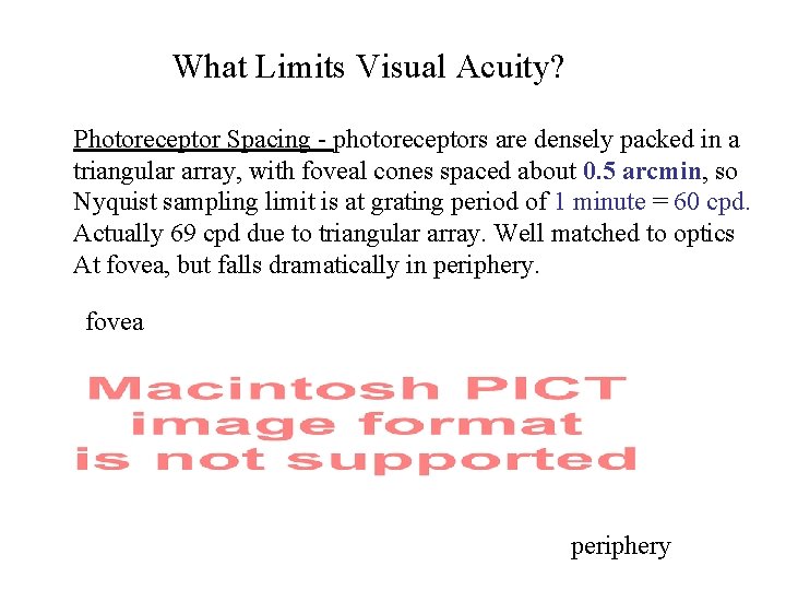 What Limits Visual Acuity? Photoreceptor Spacing - photoreceptors are densely packed in a triangular