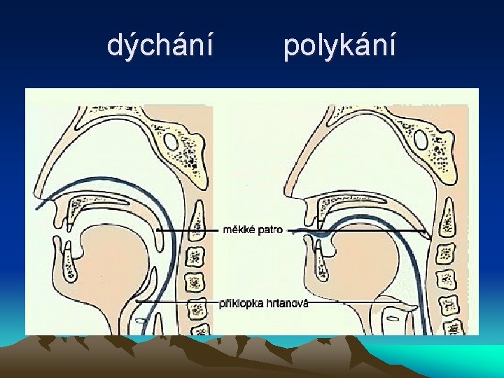 dýchání polykání 