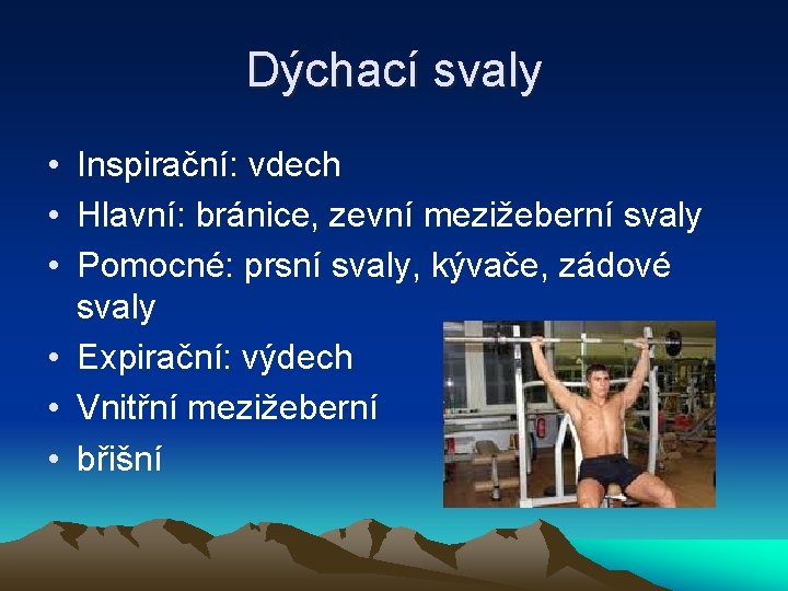 Dýchací svaly • Inspirační: vdech • Hlavní: bránice, zevní mezižeberní svaly • Pomocné: prsní