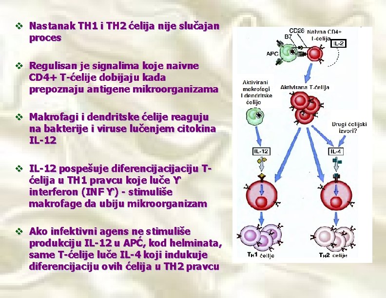 v Nastanak TH 1 i TH 2 ćelija nije slučajan proces v Regulisan je