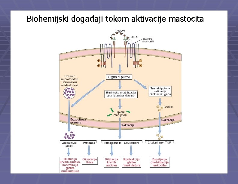 Biohemijski događaji tokom aktivacije mastocita 