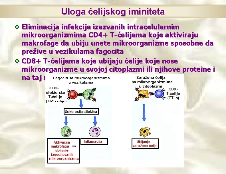 Uloga ćelijskog iminiteta v Eliminacija infekcija izazvanih intracelularnim mikroorganizmima CD 4+ T-ćelijama koje aktiviraju