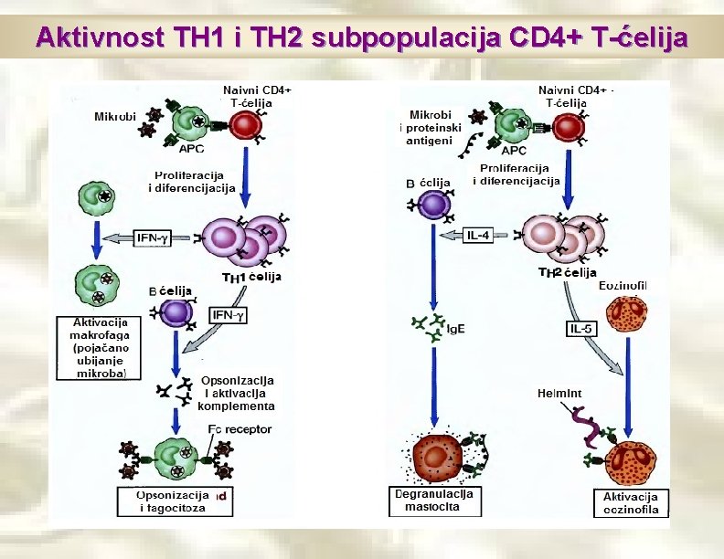 Aktivnost TH 1 i TH 2 subpopulacija CD 4+ T-ćelija 