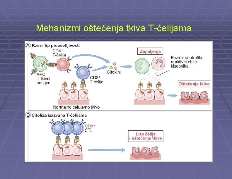 Mehanizmi oštećenja tkiva T-ćelijama 