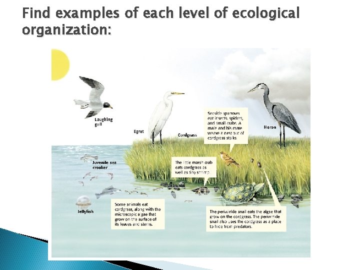 Find examples of each level of ecological organization: 