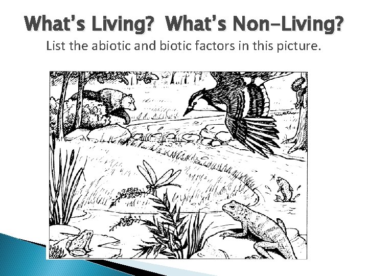 What’s Living? What’s Non-Living? List the abiotic and biotic factors in this picture. 