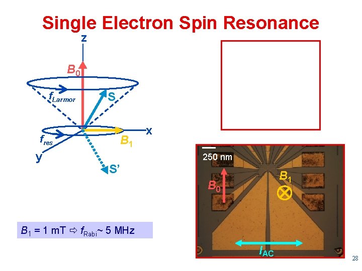 Single Electron Spin Resonance z B 0 f. Larmor fres y W W S