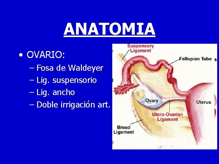 ANATOMIA • OVARIO: – Fosa de Waldeyer – Lig. suspensorio – Lig. ancho –