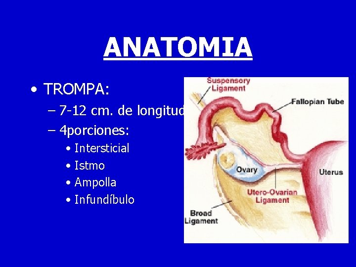 ANATOMIA • TROMPA: – 7 -12 cm. de longitud – 4 porciones: • Intersticial