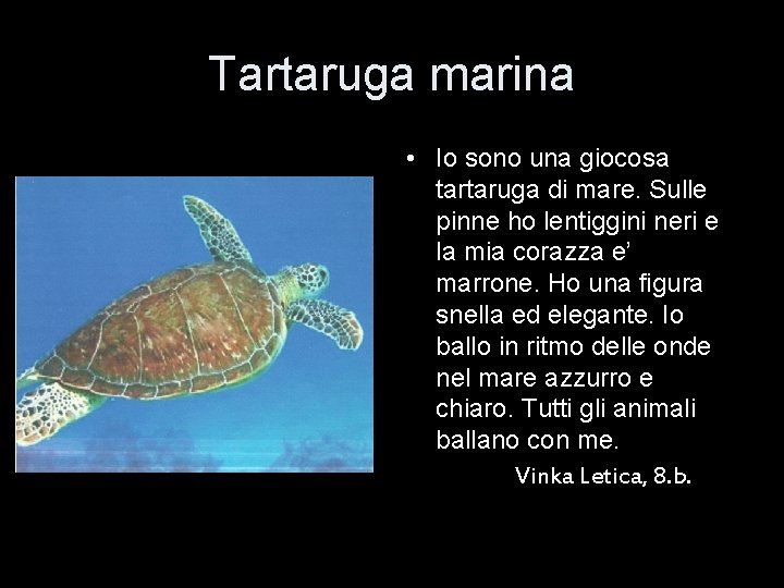 Tartaruga marina • Io sono una giocosa tartaruga di mare. Sulle pinne ho lentiggini