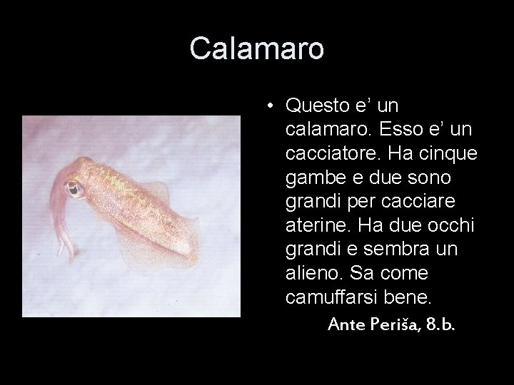 Calamaro • Questo e’ un calamaro. Esso e’ un cacciatore. Ha cinque gambe e