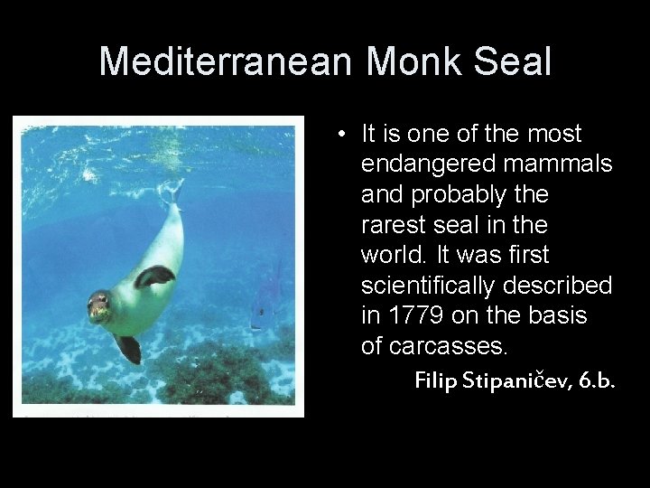 Mediterranean Monk Seal • It is one of the most endangered mammals and probably