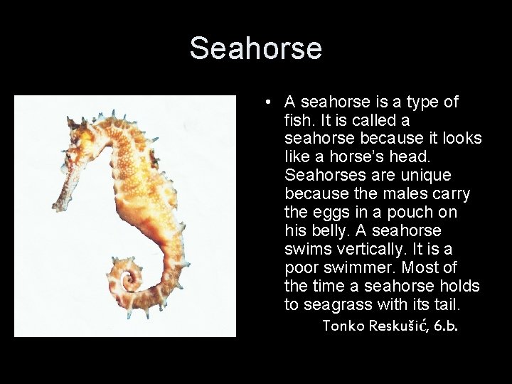 Seahorse • A seahorse is a type of fish. It is called a seahorse
