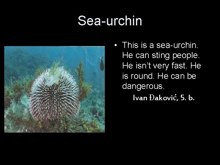 Sea-urchin • This is a sea-urchin. He can sting people. He isn’t very fast.